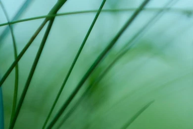 640x960 HD Wide Green Iphone 4 Wallpapers