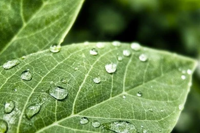 640x960 Hd Green Leaves Drip Desktop Backgrounds For iPhone 4s