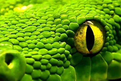 Nature Wallpapers   Animals, Snakes