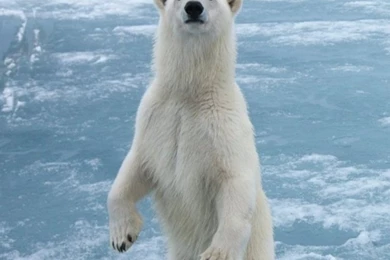 Arctic HD HD Desktop Wallpapers : Widescreen : High Definition ...