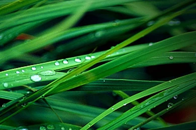 284 Dewy Grass Free Iphone Wallpapers Hd 640x960 ...