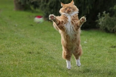 Cool Animals Pictures: Funny Animals Wallpapers