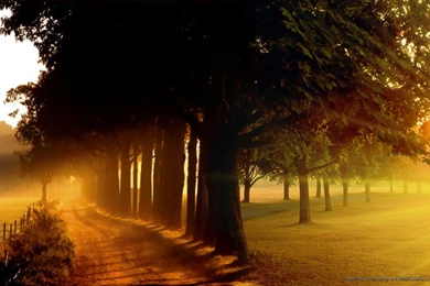 12 Best Tree Wallpapers