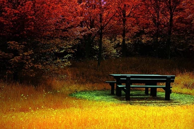 Nature Trees Wallpapers