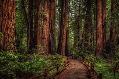 Muir Woods Wallpapers Hd