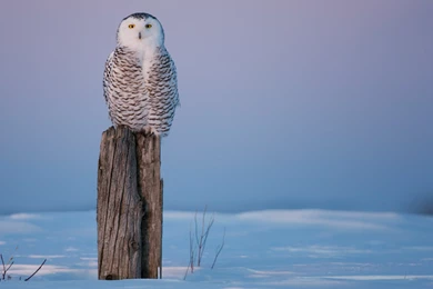 77 Snowy Owl HD Wallpapers