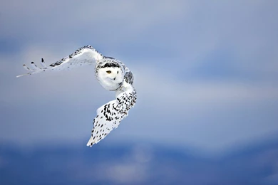 77 Snowy Owl HD Wallpapers