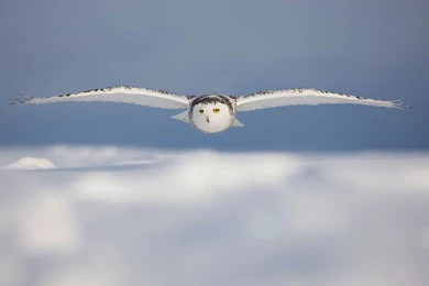 Snowy Owl Wallpapers   Wallpapers Cave