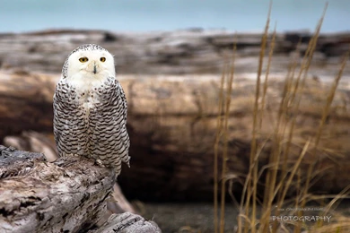 Natural Snowy Owl Wallpapers, HD Wallpapers Downloads