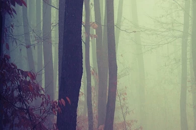 Foggy Woods iPhone 5 Parallax Wallpapers (744x1392)