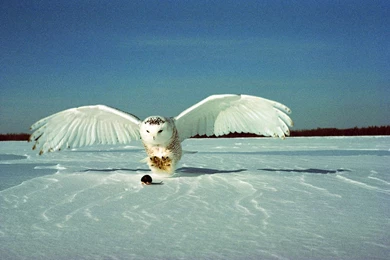 Daily Organism: Snowy Owl