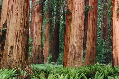 Download 2560x1440 Ferns Around The Tall Woods Wallpapers