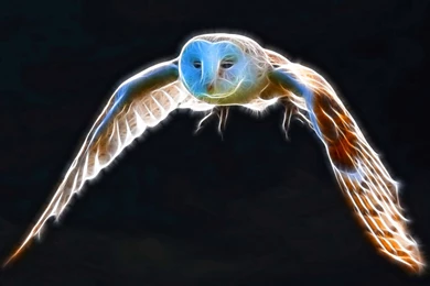 Flight Of Snowy Owl >> HD Wallpaper, Get It Now!