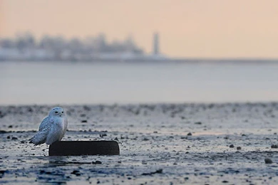 Snowy Owls Head South In Biggest Numbers In 50 Years