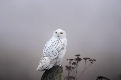 Top Snowy Owl Wallpapers Hd Wallpapers