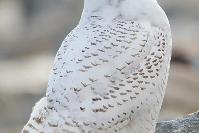Nice Animals Desktop Backgrounds: Snowy Owl HD