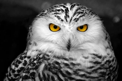 Snowy Owl Wallpapers