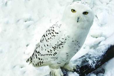 Owl Wallpapers   Wallpapers Cave