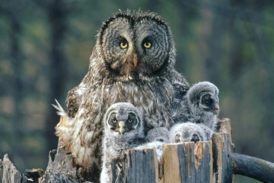 Full HD 1080p Owl Wallpapers, Backgrounds HD, Owl Photos