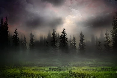Sunrise In Foggy Woods Wallpapers