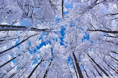 Looking Up Through Trees, Winter HD Desktop Wallpapers : High ...