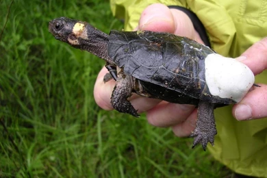 Cute Baby Turtles Wallpapers   Android Apps On Google Play