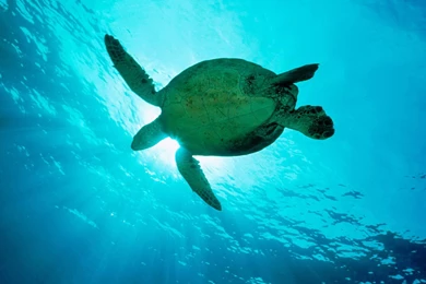 Cute Turtle Wallpapers Desktop Backgrounds – Wallpapers