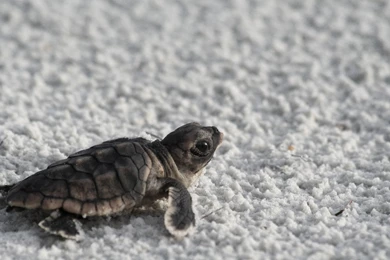 High Quality Cute Sea Turtle Wallpapers