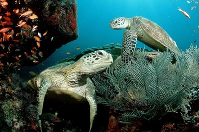 Cute Turtle Wallpapers   Wallpapers