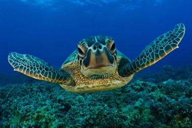 Turtle Wallpaper Backgrounds – Wallpapers