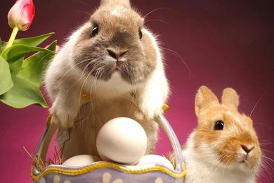 1280x1024 Cute Bunnies Snapshot Desktop PC And Mac Wallpapers