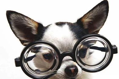 Funny And Crazy Dog High Resolution Wallpapers