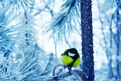 Snowfall Forest Live Wallpapers Android Apps And Tests AndroidPIT