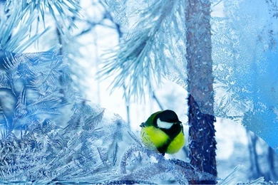 Snowfall Forest Live Wallpapers Android Apps And Tests AndroidPIT