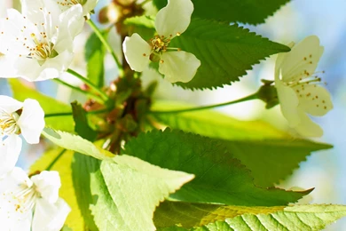 HD Wallpapers Download Mobile   Wallpapers Zone