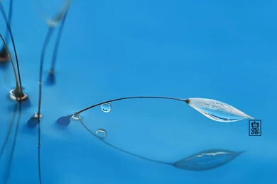 Bailu Season HD Wallpapers 9 － Plant Wallpapers   Free Download ...