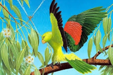 Wild Life HD Wallpapers