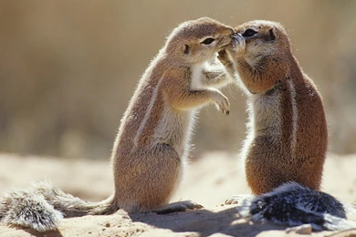 Wildlife Photography Wallpapers 13 － Animal Wallpapers   Free ...