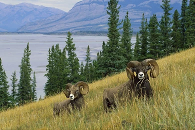 Wildlife Photography Wallpapers 8 － Animal Wallpapers   Free ...