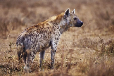 Free Wildlife Wallpapers