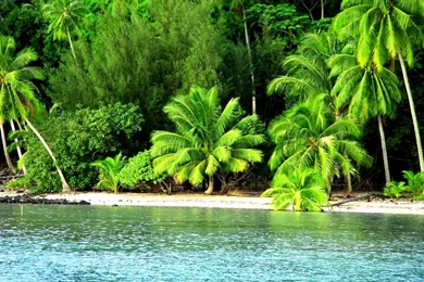 Wallpapers Nature Beach Photos Of Free Wildlife Wallpapers Nature ...