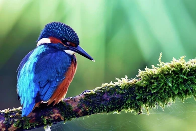 Animals Wildlife Wallpapers Free HD Wallpaper Backgrounds Download