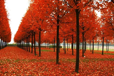Autumn Wallpapers Hd