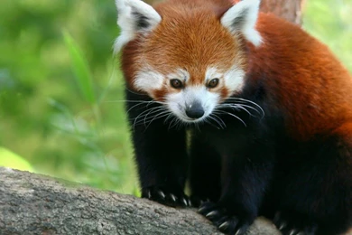 Animals Wildlife Wallpapers Free HD Wallpaper Backgrounds Download