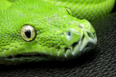 Nature, Animals, Yellow Eyes, Snake, Closeup, Green, Skin, Pattern ...