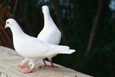 12 Lovely HD Dove Bird Wallpapers   HDWallSource.com