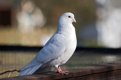 Download Cute White Dove Wallpapers 1920x1200