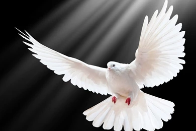 Dove Scale Wings Light Bird Photography HD Wallpapers   1200x900 ...