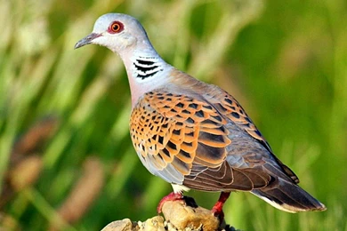 Beautiful Dove Bird Wallpapers