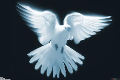 White Dove Flight Wings Peace Pigeon Bird Birds Wallpapers Pictures ...